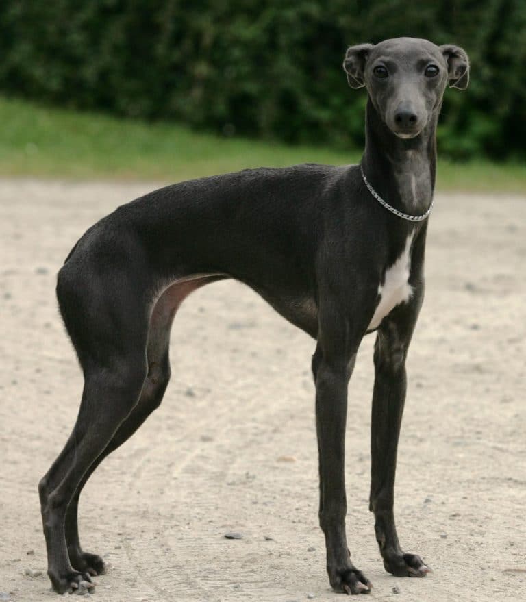 Anourie chez le chien