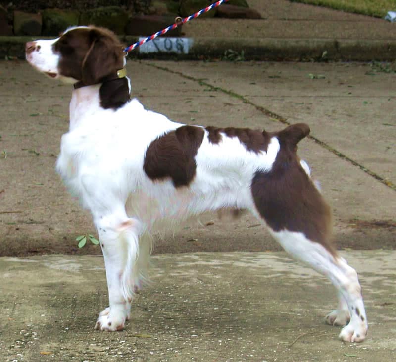 Epagneul breton marron