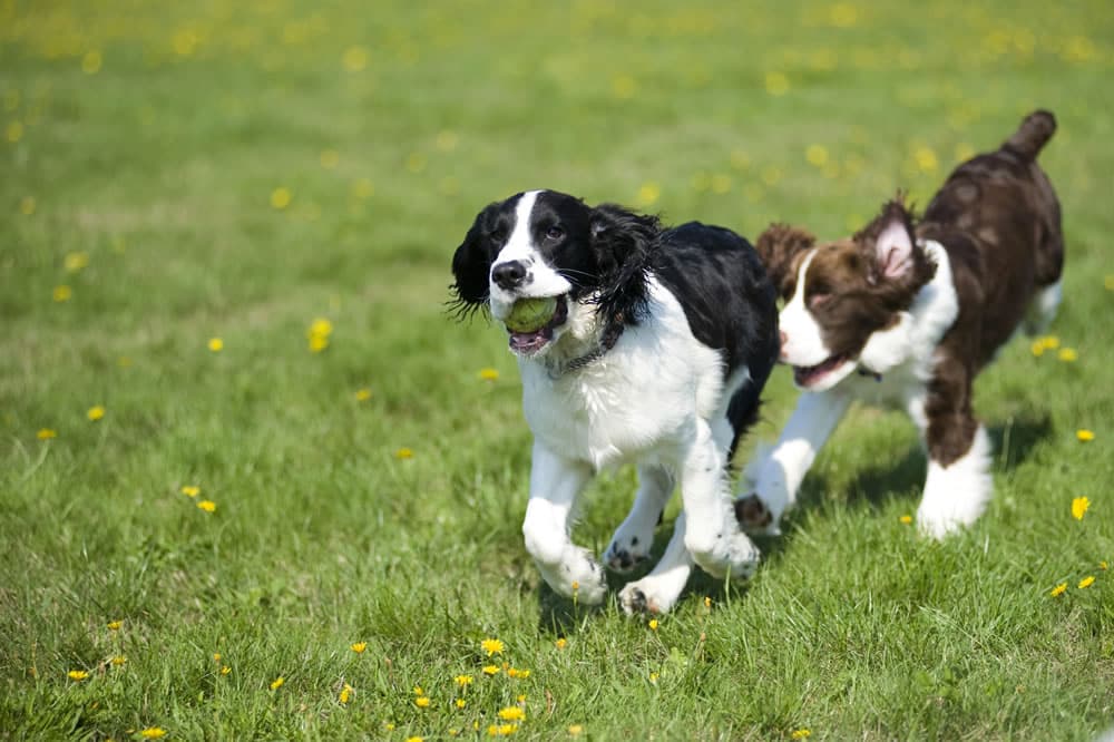 Epagneul breton noir