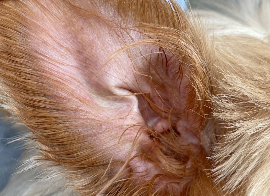 otite infectueuse chien