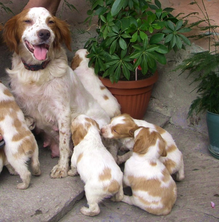 Epagneul breton chiot